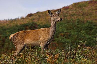 《怪物猎人》10分钟世界观介绍视频 中文字幕