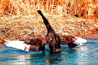 《苏菲的炼金工房2》开启预购 Steam国区标准版349元